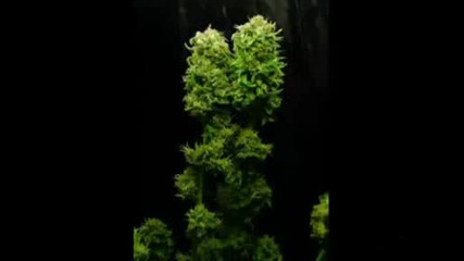 Coca Cola Weed Song Marihuana
