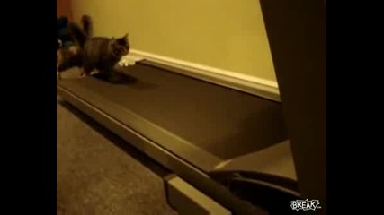Котки Върху Бягаща Патека - Смях!