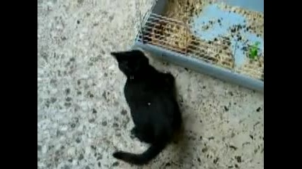 Зайче спуква от се*с котка :) ) ) 1000000% смях :д :д :д