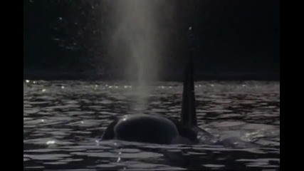 Michael Jackson - Free Willy (will you be there)