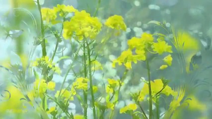Krasivaia Melodiia Dlia Dushi