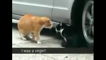 котки се карат Смях 100%