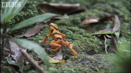 Златната жаба в Атънбъро борба и чифтосване - Хладнокръвен живот