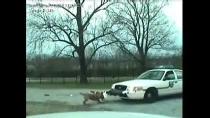Кучета ядат патрулка