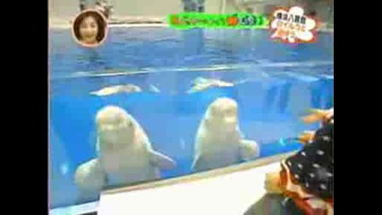 Делфините се кефят с Мияви