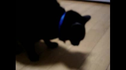 wicca cat 
