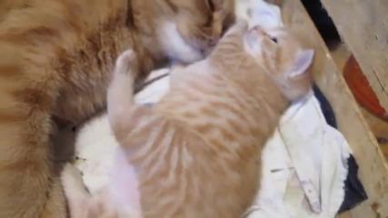 Мама котка кърми таралежчета