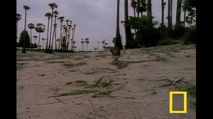 Cobra vs. Mongoose