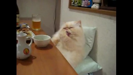 Котка Баровец