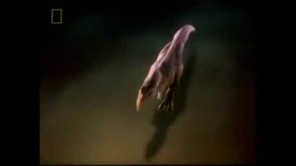 Dinosaur Evolution