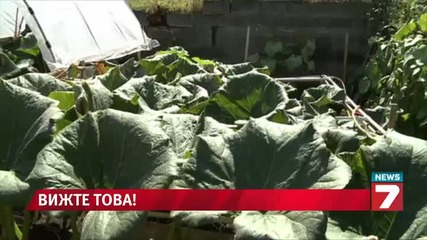 Тиква тежи повече от 300 кг News7