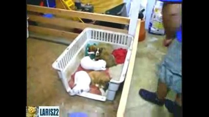 Как се преспиват кучета бебета 
