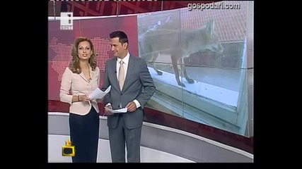Куриозчета