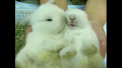 Малки прелестни бебета зайчета