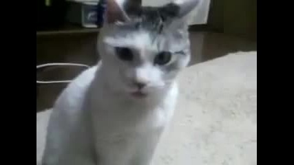 Въэмутена котка : D 