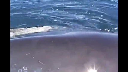 Освобождаване на гърбат кит оплетен в рибарски мрежи!