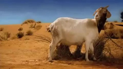 Меси срещу сурикатите