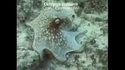 Октопод сменя цвета си, невероятно ! 