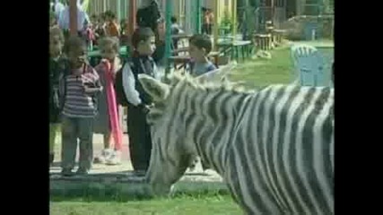 Служители на зоопарка в Газа боядисаха магарета на зебри, за да зарадват децата 