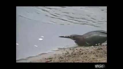Умна Птичка Лови Риба