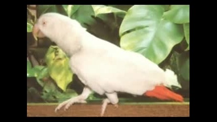 Albino Animals on our Planet