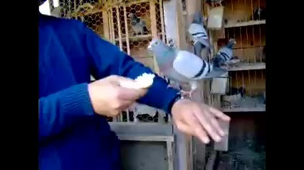Пощенски Гълъби От Турция 