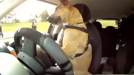 Куче шофира смарт кола