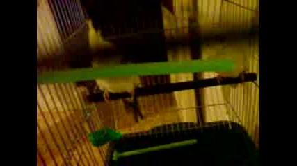 час с папагалите ми - 06.01.10 