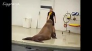Смешен, но сладък морж прави упражнения заедно с треньорката си : D