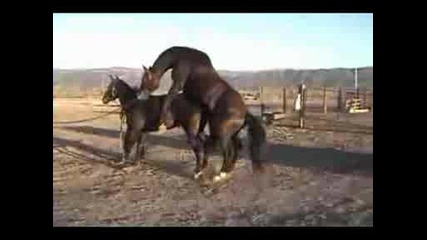 two horses mating