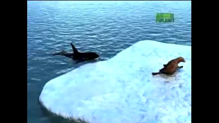 Untamed and Uncut / Orcas Attack Seal ( Високо Качество )