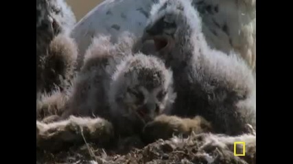 Owl Hunter 