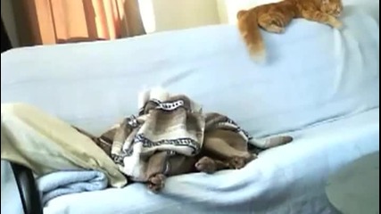 Куче егоист