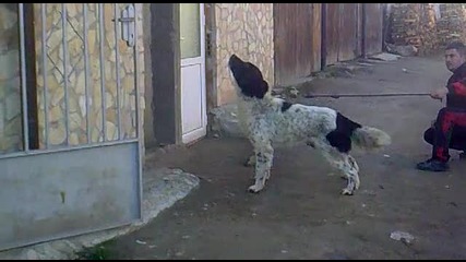 Шеарското куче от Краище - чистокръвна каракачанка