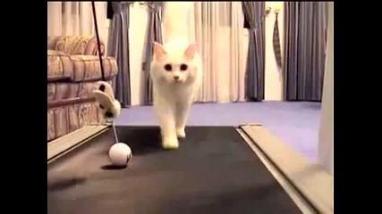 Котки на бягаща пътека:)