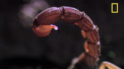 Най - смъртоносният скорпион