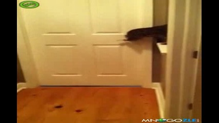 Котка помага на кучета