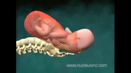 3d анимация на раждане на бебе 