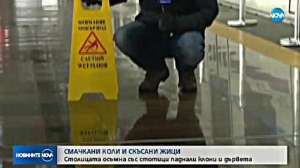 София осъмна със стотици паднали клони и дървета
