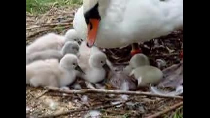 Новоизлюпени Малки Лебедчета 