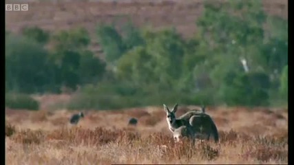 Ruby and Elvis - Big Red Roos - Bbc