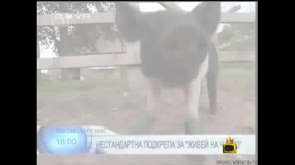 Господари На Ефира Прасенце Има Страх От Мръсотията 26.06.2008