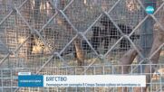 Леопард избяга от зоопарка в Стара Загора