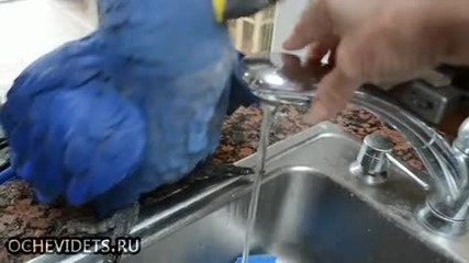 Папагал си взема душ на чешмата , сърди се като му намаляват водата