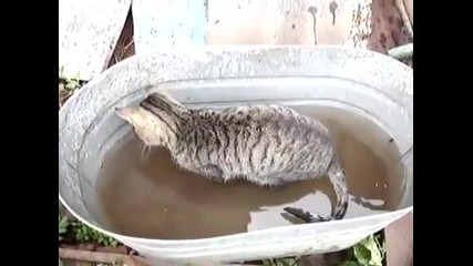 Котка се прави на рибар - Смях !