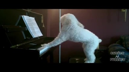 Симпатично кученце свири на пиано и пее