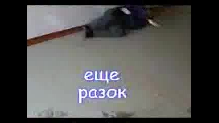 o4ilishteto gar4ia