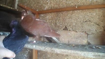 Sam_0985