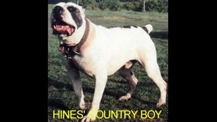 American Bulldogs 
