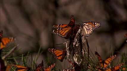 Съхрани! - Save! Beautiful Nature - Monarch Butterflies Migration - From Bluemarvel.com